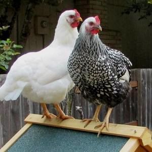 Meet your Posher, Bruce